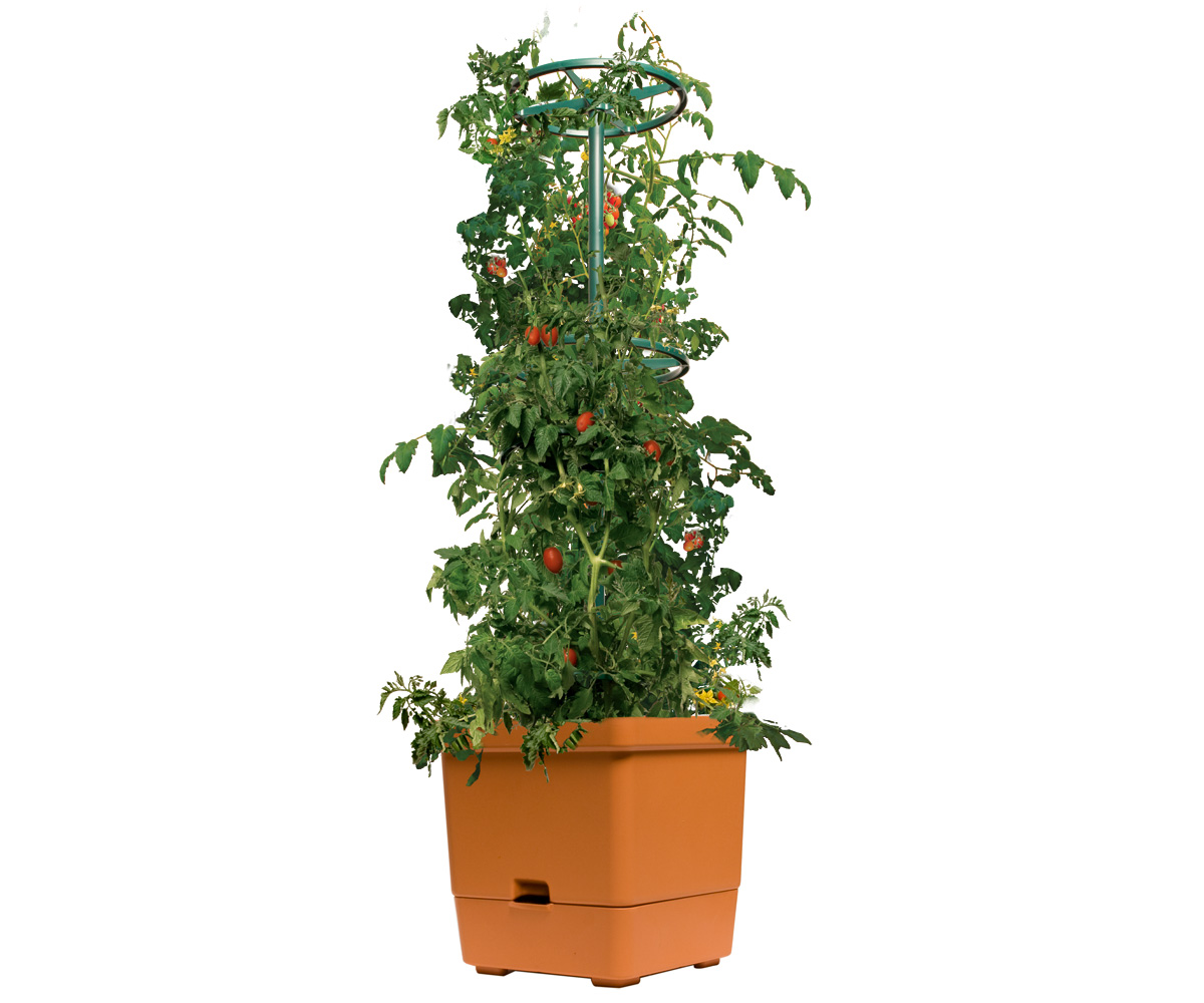 Picture for Tomato Tree w/3' Tower