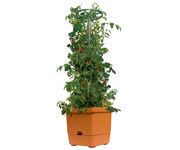 Picture of Tomato Tree w/3' Tower