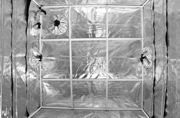 Image Thumbnail for Gorilla Grow Tent, 5' x 5'