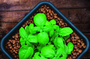 Image Thumbnail for GROW!T Clay Pebbles, 10 L