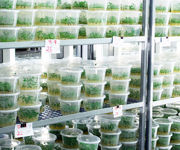 Image Thumbnail for Growtainers Tissue Culture Lab Grow Container