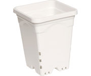 Picture of 6"x 6" Square White Pot, 8" Tall CS (50 pcs)