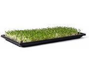 Image Thumbnail for SunBlaster Double-Thick Microgreen Tray w/Holes, 10” x 20” x 1.25" Deep