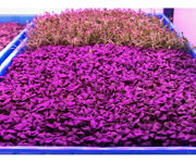 Image Thumbnail for Radix S-Kit Vertical Farm Kit - 2 Layers w/LED Lighting